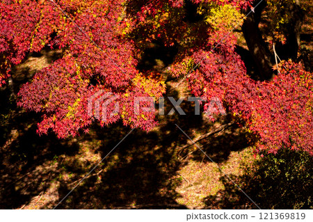 Late autumn autumn leaves scenery 121369819