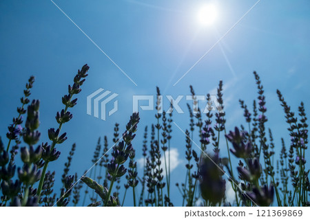 Lavender field and blue sky 121369869