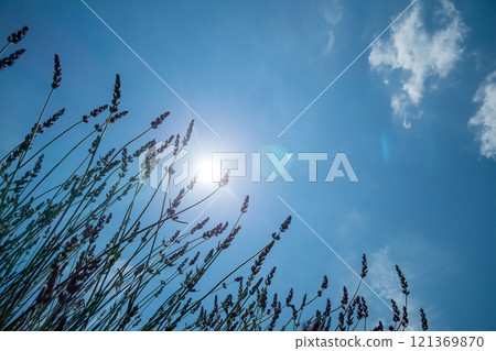 Lavender field and blue sky 121369870