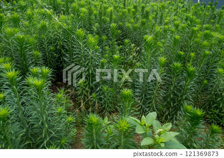 長出了很多高高的雜草 長出了很多高高的雜草 121369873