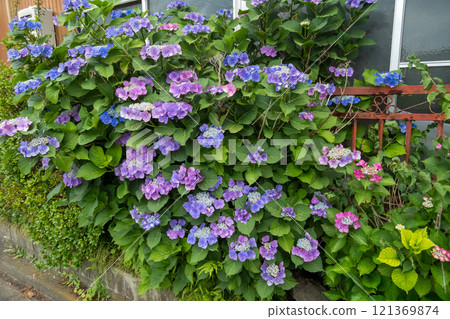 The hydrangeas in the garden are spilling over the fence onto the road 121369874