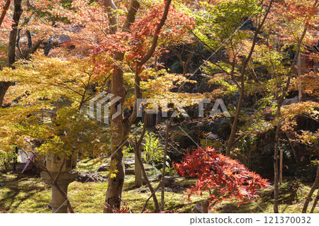 Autumn scenery with colorful maples Autumn scenery with colorful maples 121370032