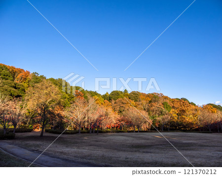 A winter park scene with trees lit by the setting sun (21st Century Forest and Square, Matsudo City, Chiba Prefecture) A winter park scene with trees lit by the setting sun (21st Century Forest and Square, Matsudo City, Chiba Prefecture) 121370212
