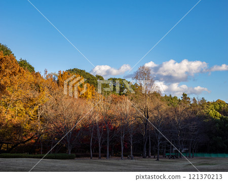 A winter park scene with trees lit by the setting sun (21st Century Forest and Square, Matsudo City, Chiba Prefecture) 121370213