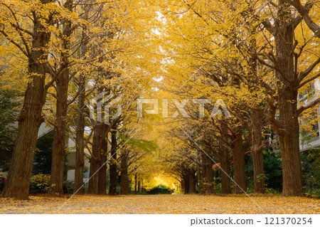 Ginkgo trees with beautiful yellow leaves Ginkgo trees with beautiful yellow leaves 121370254