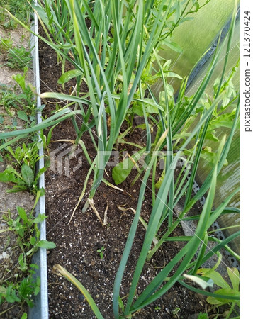 Hand watering a plant with watering-can. Beautiful growing green onion field. Farming and agriculture, young garlic, Onion plantation in the vegetable garden. Agriculture. Water drops on green leaves. Hand watering a plant with watering-can. Beautiful growing green onion field. Farming and agriculture, young garlic, Onion plantation in the vegetable garden. Agriculture. Water drops on green leaves. 121370424