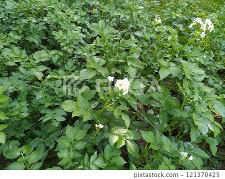 Flowering potato plants on a potato field in Bobingen 121370425