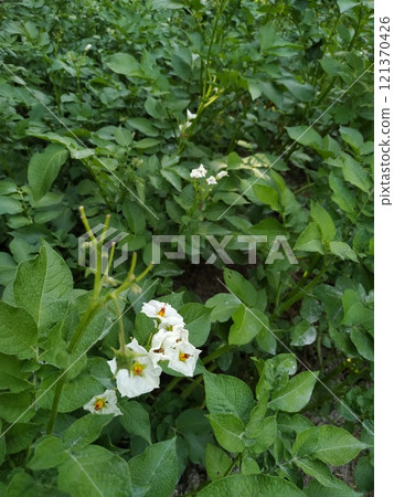 Potato flower blooming, potato white flowers on farm field. Potato plant bush with blossom flower. Farm field, flowering plant, macro shot. Potato flower blooming, potato white flowers on farm field. Potato plant bush with blossom flower. Farm field, flowering plant, macro shot. 121370426