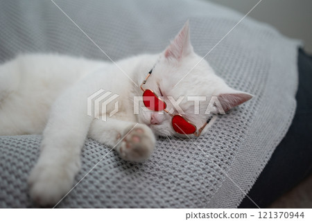 A Cute White Cat with HeartShaped Sunglasses who is Napping Comfortably and Peacefully 121370944