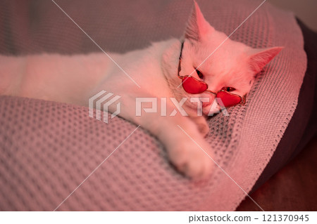 Charming White Cat with Adorable HeartShaped Glasses Relaxing Comfortably on a Cozy Sofa 121370945