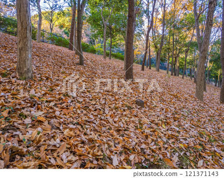 冬季公園風景：落葉地毯覆蓋斜坡 121371143
