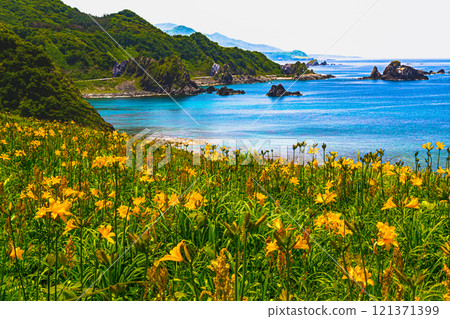 [Niigata Prefecture_Sado_Oonogame] Flower Island: A large daylily colony in Onogame 121371399