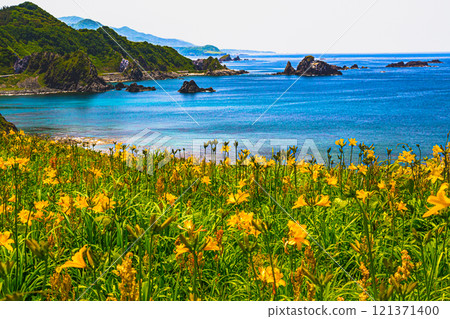 [Niigata Prefecture_Sado_Oonogame] Flower Island: A large daylily colony in Onogame 121371400