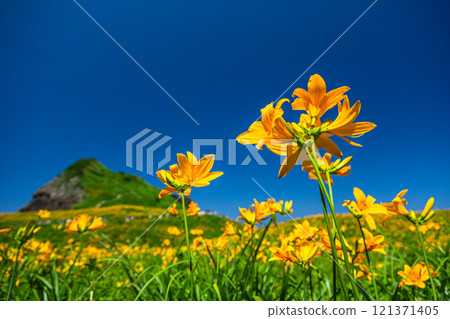 [新潟縣_佐渡_大野龜] 花島小野龜上的大型黃花菜群落 121371405