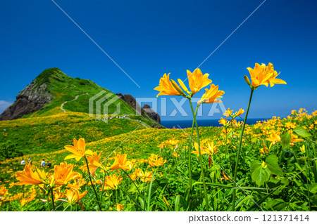 [Niigata Prefecture_Sado_Oonogame] Flower Island: A large daylily colony in Onogame 121371414