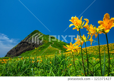 [新潟縣_佐渡_大野龜] 花島小野龜上的大型黃花菜群落 121371427