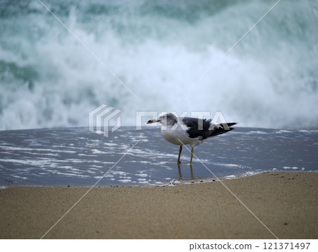 Seagull at the beach Seagull at the beach 121371497