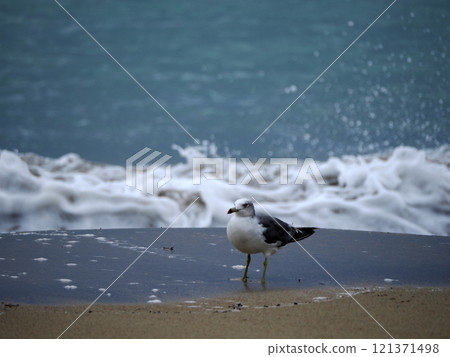 Seagull at the beach Seagull at the beach 121371498