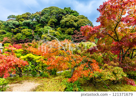 Autumn leaves at Chofu Garden [Shimonoseki City, Yamaguchi Prefecture] 121371679