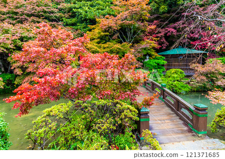 Autumn leaves at Chofu Garden [Shimonoseki City, Yamaguchi Prefecture] 121371685