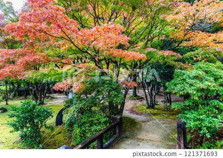 調佈庭園的紅葉【山口縣下關市】 121371693