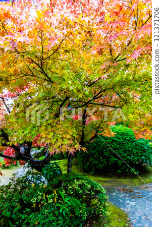 Autumn leaves at Chofu Garden [Shimonoseki City, Yamaguchi Prefecture] 121371706