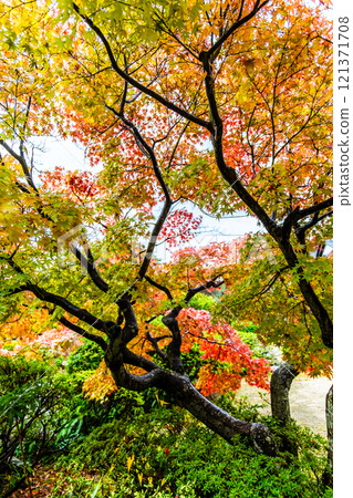 Autumn leaves at Chofu Garden [Shimonoseki City, Yamaguchi Prefecture] 121371708