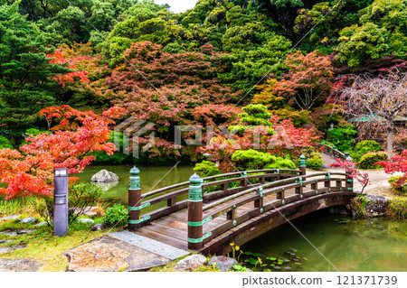 Autumn leaves at Chofu Garden [Shimonoseki City, Yamaguchi Prefecture] 121371739
