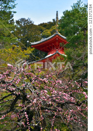 Plum blossoms herald the arrival of spring at Imakumano Kannonji Temple Plum blossoms herald the arrival of spring at Imakumano Kannonji Temple 121371784