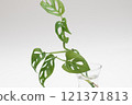 a sprout of a young monstera plant 121371813