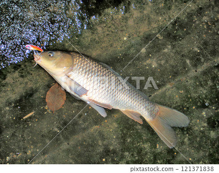 Carp was caught with a lure Carp was caught with a lure 121371838