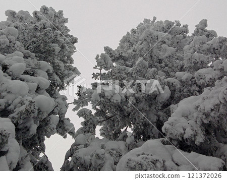 Winter trees in snow after snowfall 121372026