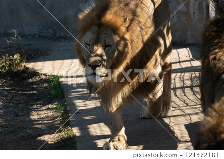 Lion Zoo Enclosure Walking - A lion walks in its enclosure at a zoo. Lion Zoo Enclosure Walking - A lion walks in its enclosure at a zoo. 121372181