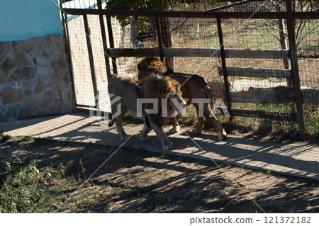 Lions Enclosure Fence Zoo Animals Walking Lions Enclosure Fence Zoo Animals Walking 121372182