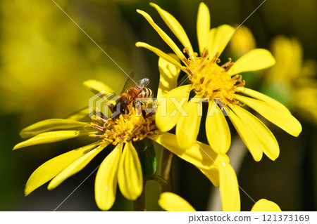 Flowers and honey bees 121373169
