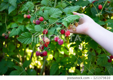 Picking ripe raspberries from a lush green garden during summer harvest 121373610