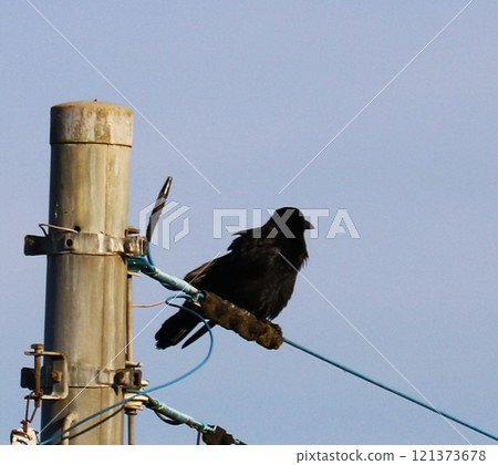 Glass perched on electric wires, winter embankment, Watarase 121373678