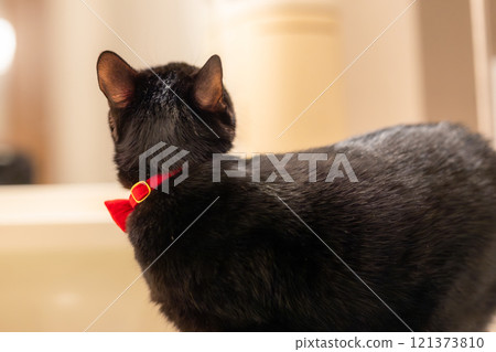 黑貓 黑貓 121373810