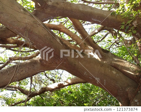 A tree of an acre A tree of an acre 121373874