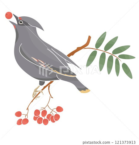 Waxing on a branch of rowan with red berries Waxing on a branch of rowan with red berries 121373913
