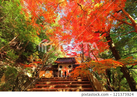 [Shiga Prefecture] The main gate of Eigenji Temple on a clear day and autumn leaves 121373924