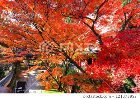 [滋賀郡]晴天永源寺的紅葉 121373952