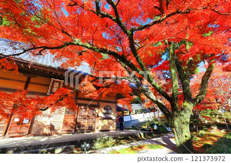 [滋賀郡]晴天永源寺的紅葉 121373972