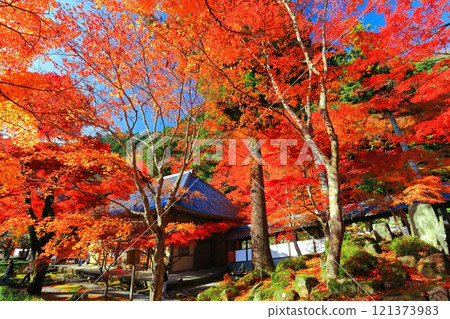[Shiga Prefecture] Autumn leaves at Eigenji Temple on a clear day 121373983
