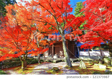 [Shiga Prefecture] Autumn leaves at Eigenji Temple on a clear day 121373987
