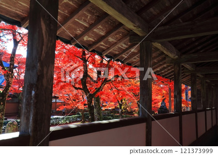 [滋賀郡]晴天永源寺的紅葉 121373999