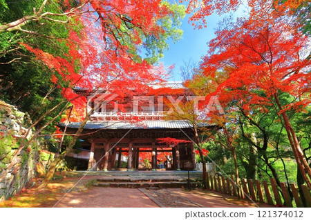 [Shiga Prefecture] The mountain gate of Egenji Temple on a clear day and autumn leaves 121374012