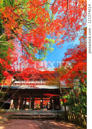 [Shiga Prefecture] The mountain gate of Egenji Temple on a clear day and autumn leaves 121374014