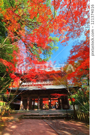 [滋賀縣]晴天時的永源寺大門與秋葉 121374016
