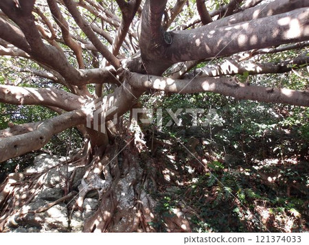 一英畝的樹 一英畝的樹 121374033